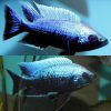 Copadichromis Trewavasae Undu Reef