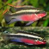 Pelvicachromis Sacrimontis Scarlet Kribensis - 4cm