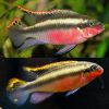 Pelvicachromis Sacrimontis 'Scarlet Kribensis' - PAIR