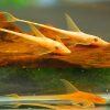 Albino Royal Whiptail Catfish Large - 10cm Rare
