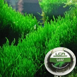 Live Plant – LCA Flame Flame Moss – Tub