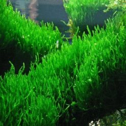 Live Plant – LCA Flame Flame Moss – Tub
