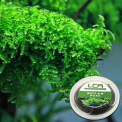 Live Plant – LCA Weeping Moss – Tub