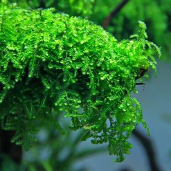 Live Plant – LCA Weeping Moss – Tub