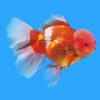 Oranda Rosetail Goldfish - 12cm