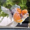 Calico Crown Pearlscale Goldfish -7cm