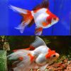 Goldfish Large Red & White Ryukin -12cm