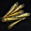 Japanese Rice Fish (Kegane Gold)