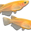 Japanese Rice Fish ( Kegane Gold ) 3cm