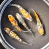 Japanese Rice Fish ( Orange Tiger ) 3cm