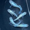 Japanese Rice Fish ( Shirogane Miyuki ) 3cm