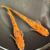 Japanese Rice Fish ( Tora Red Tiger ) 3cm