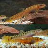 Spotback Mountain Loach RARE 3-4cm