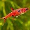 Rasbora - Dwarf Strawberry
