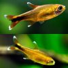 Tetra - Gold Silvertip