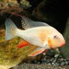 Albino Heckelii Threadfin Acara – 5cm