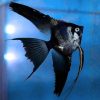 Black Veiltail Angelfish - 5cm