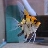 Premium Gold Koi Angelfish Imported - 7cm