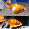 Local Pearlscale Goldfish -4cm