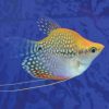 Balloon Golden Pearl Lace Gourami
