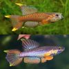 Aphyosemion Poliaki - 4cm Male