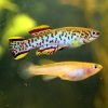 Blue Steel Killie 4cm - Pair
