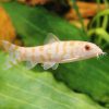Loach - Albino Pakistani Reticulate YoYo Loach 5cm