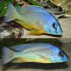 Mylochromis Melantaenia African Cichlid 5cm