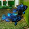 Balloon Metalic Black Ram (Blue Knight) 4cm