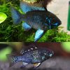 Metalic Black Ram (Blue Knight) 4cm