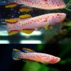 Albino Gardneri Killie 4cm