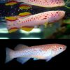 Albino Gardneri Killie - Pair