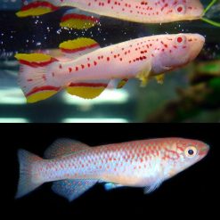 Albino Gardneri Killie - Pair