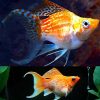 Dumbo Gold Lyretail Balloon Molly 3cm