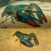 Medium Red Claw Yabby Crayfish 12-15cm