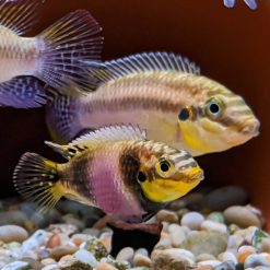 Pelvicachromis subocellatus ocellated kribensis pair
