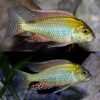Tramitichromis Intermedius Cichlid