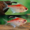 Flameback Bleeding Heart Tetra 4cm