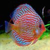 Red Turquoise Discus - 5cm