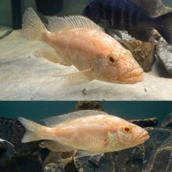 Albino Polystigma African Cichlid