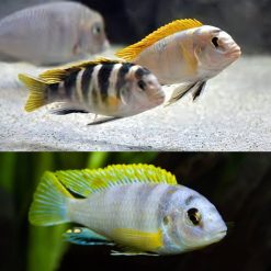 Labidochromis Perlmutt African Cichlid