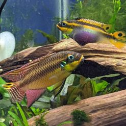 Pelvicachromis Kienke African Cichlid