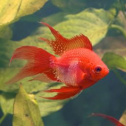 Longfin Super Red Balloon Ram 3cm