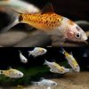 Calico Tricolour Golden Barb 3-4cm