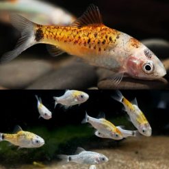 Calico Tricolour Golden Barb 3-4cm