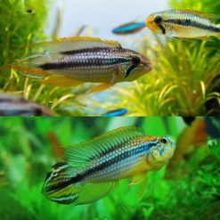Pearl Blue Apistogramma Agassizii Tefe