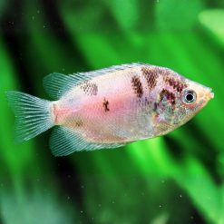 Marbled Kissing Gourami - 57cm