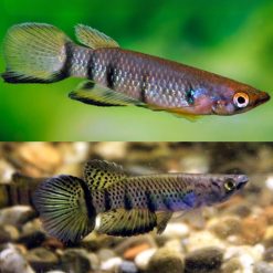 Epiplatys Togolensis F1 Killie 5cm