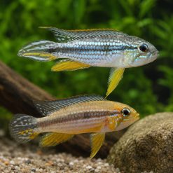 Pearl Blue Apistogramma Agassizii