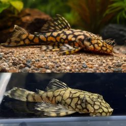 Honeycomb Bristlenose Catfish L519 - 5cm
